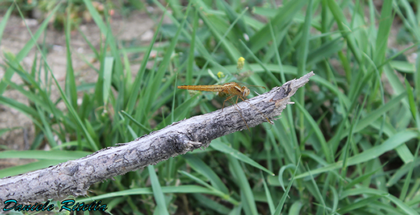 Richiesta identificazione, grazie! Crocothemis erythraea